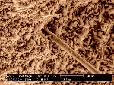 TECHNOFIBER unter Mikroskop